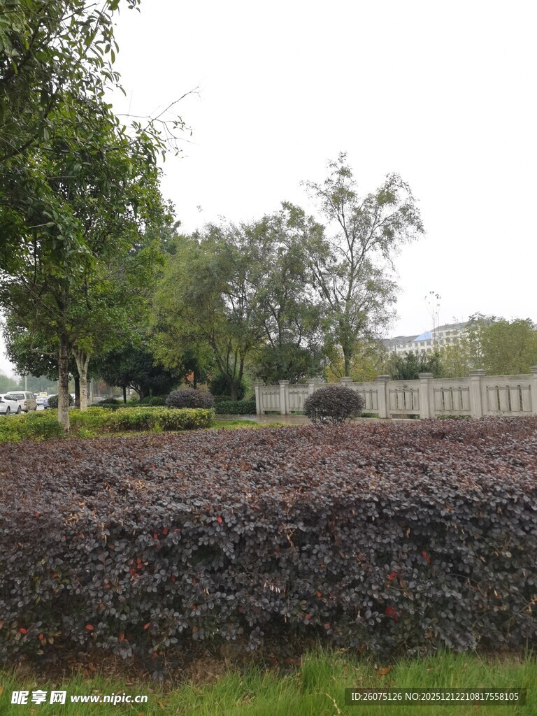 户外紫叶植物景观