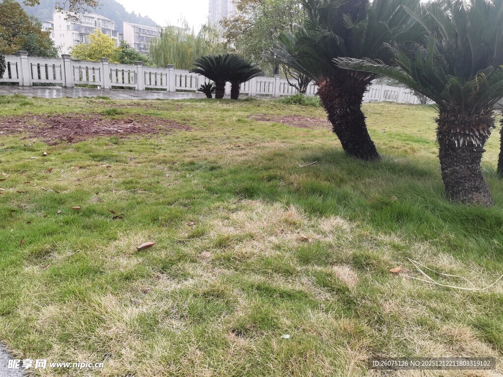 户外草地与树木景观