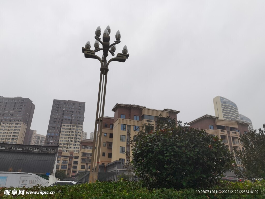 城市中高耸的独特景观树