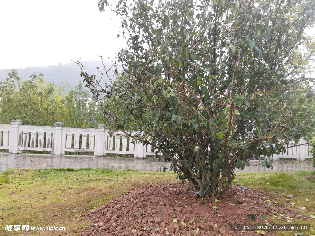 庭院中的繁茂绿植