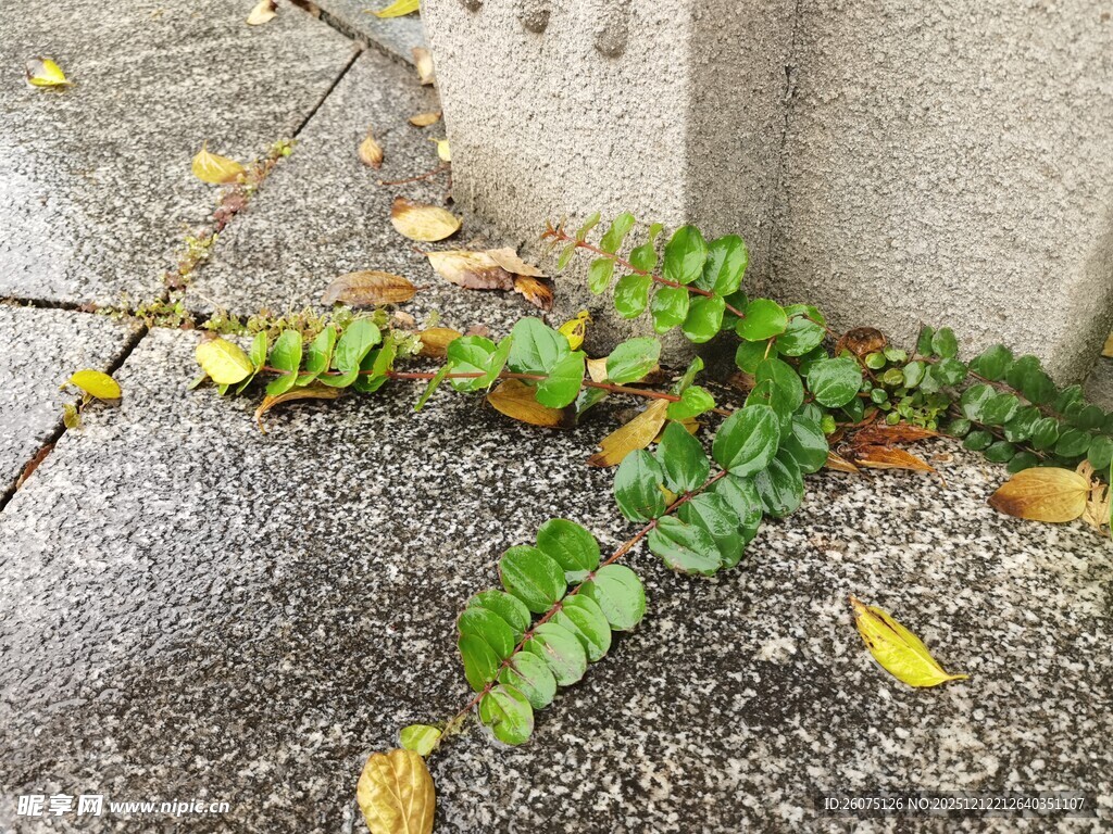 墙角绿植与落叶的景致