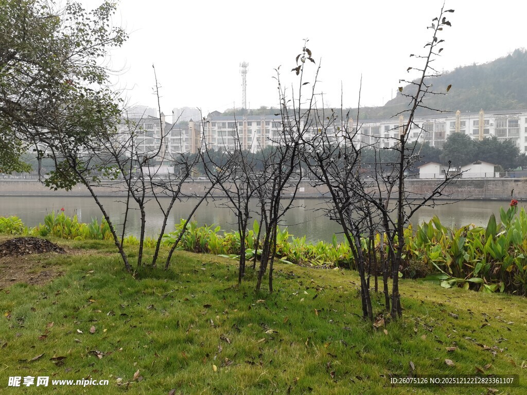 江边草地旁的光秃树木