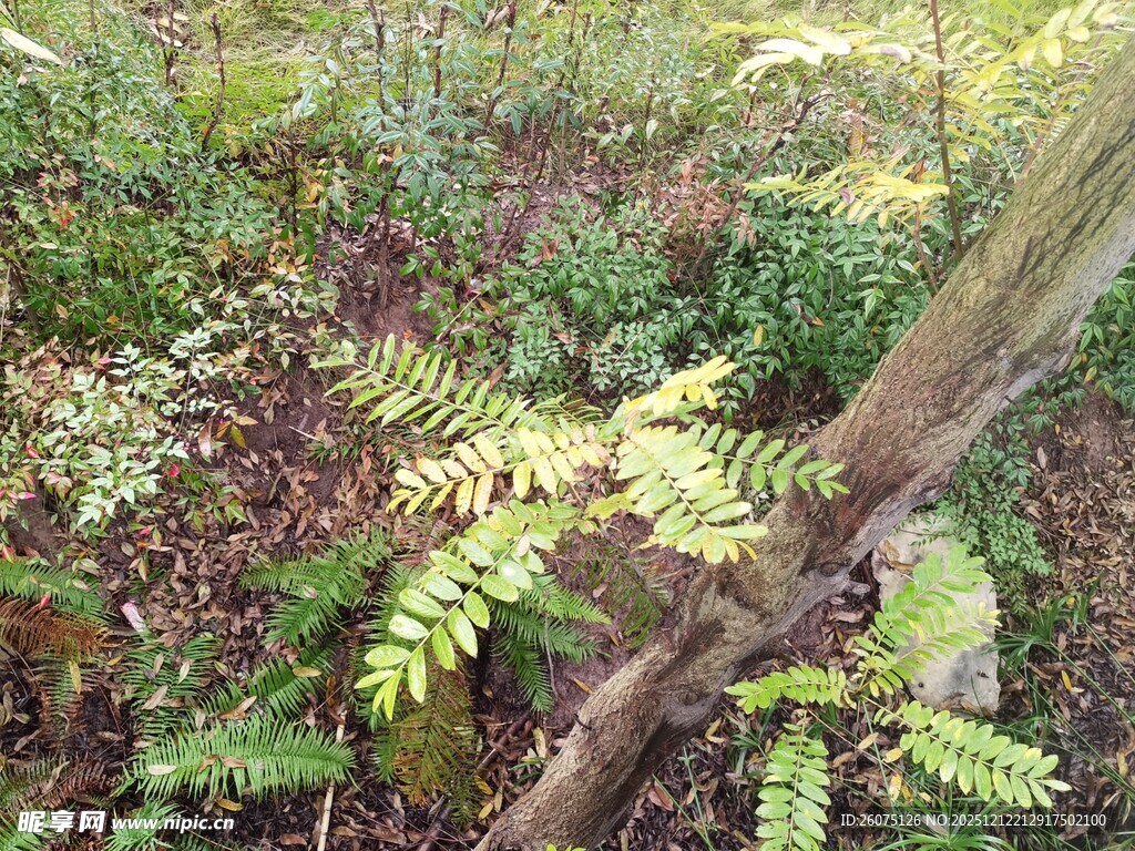 林间蕨类与横卧树干