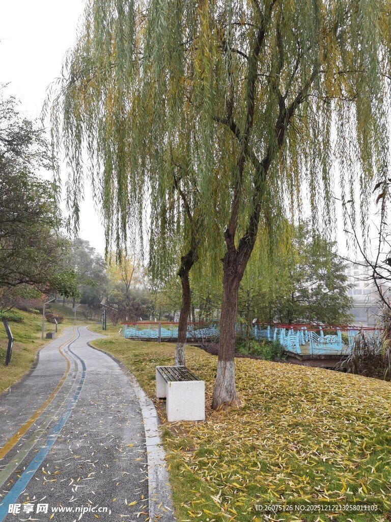 秋日公园垂柳小径美景