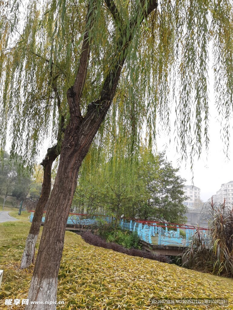 秋日垂柳下的金黄景致