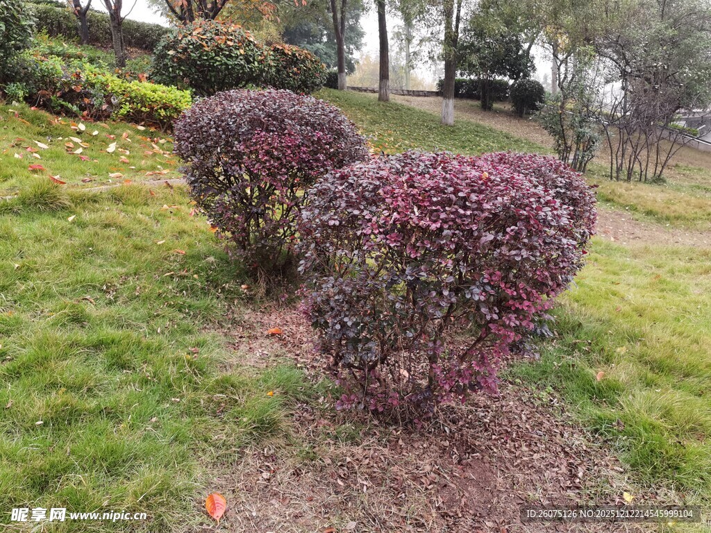 造型别致的紫叶灌木