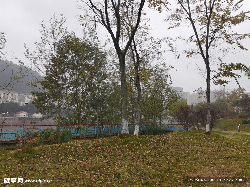 雨中湖畔树木与草地景色