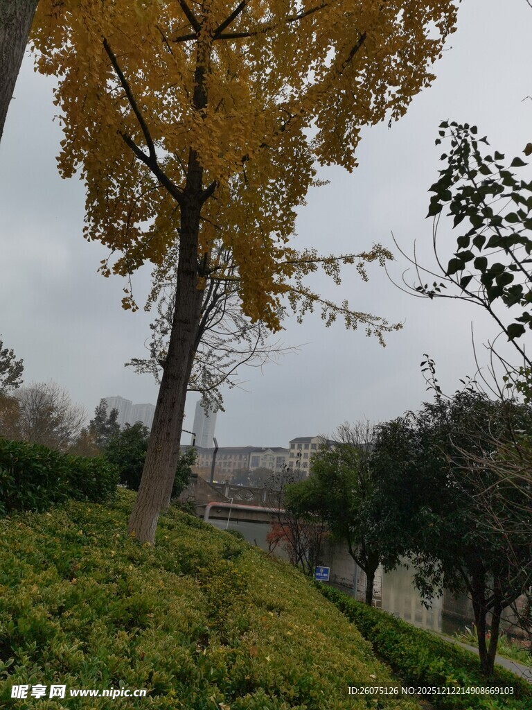 秋日银杏树下的绿意景致