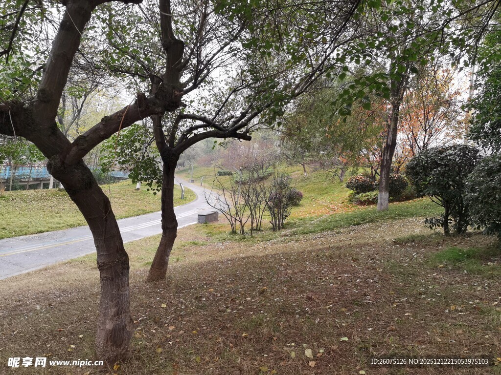 冬日公园树木景致