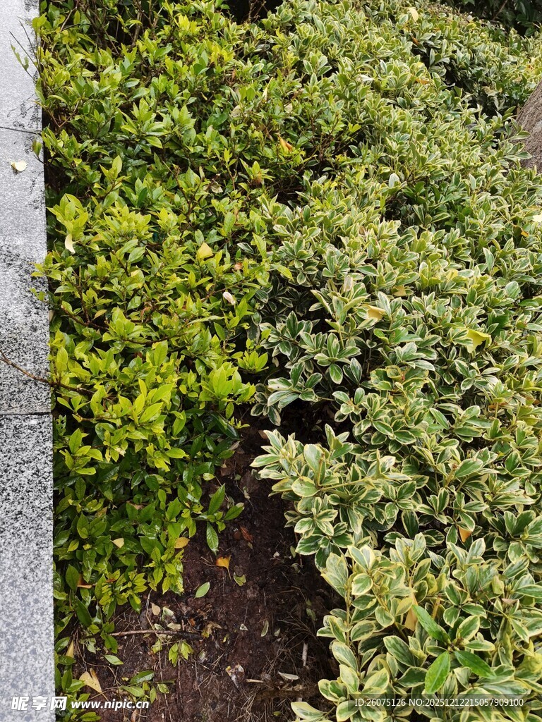 绿叶繁茂的灌木丛景观