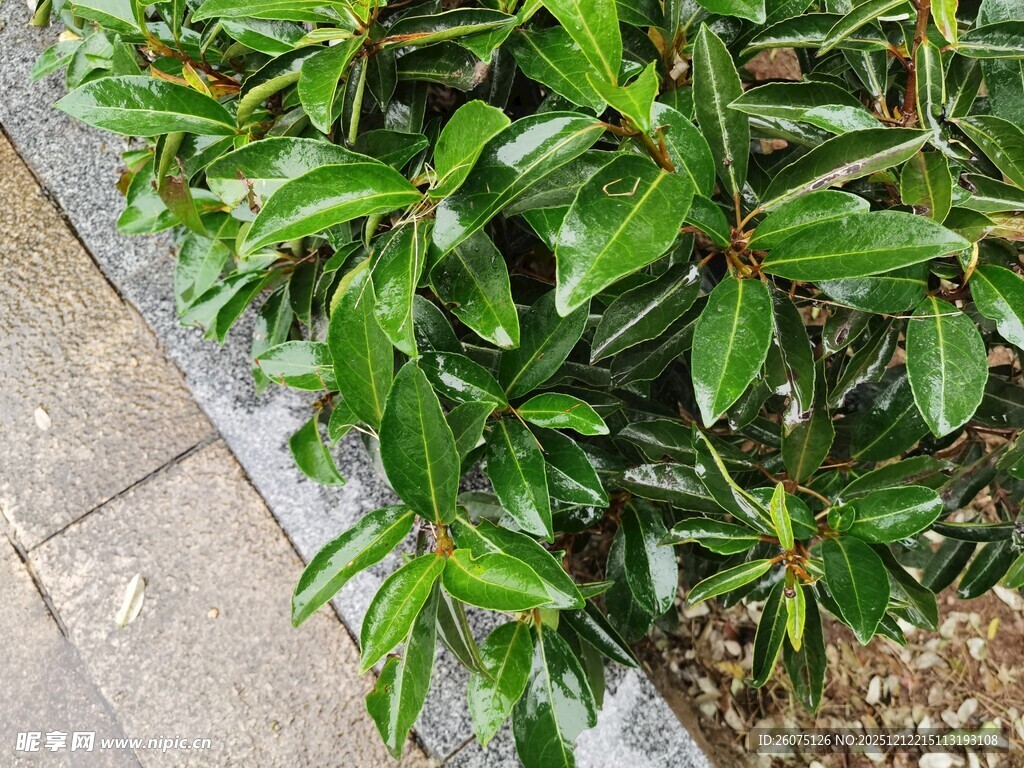 绿叶繁茂的路边灌木丛