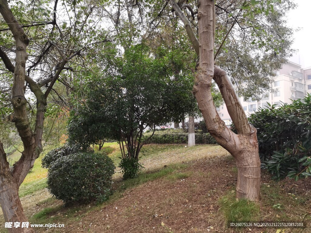 园林中形态独特的树木景观