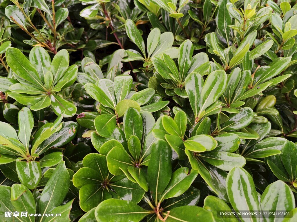 翠绿繁茂的灌木植物