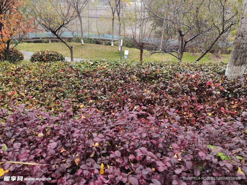 秋日紫叶植物景观