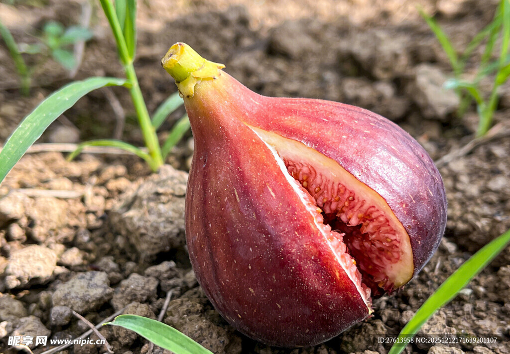 裂口的新鲜无花果