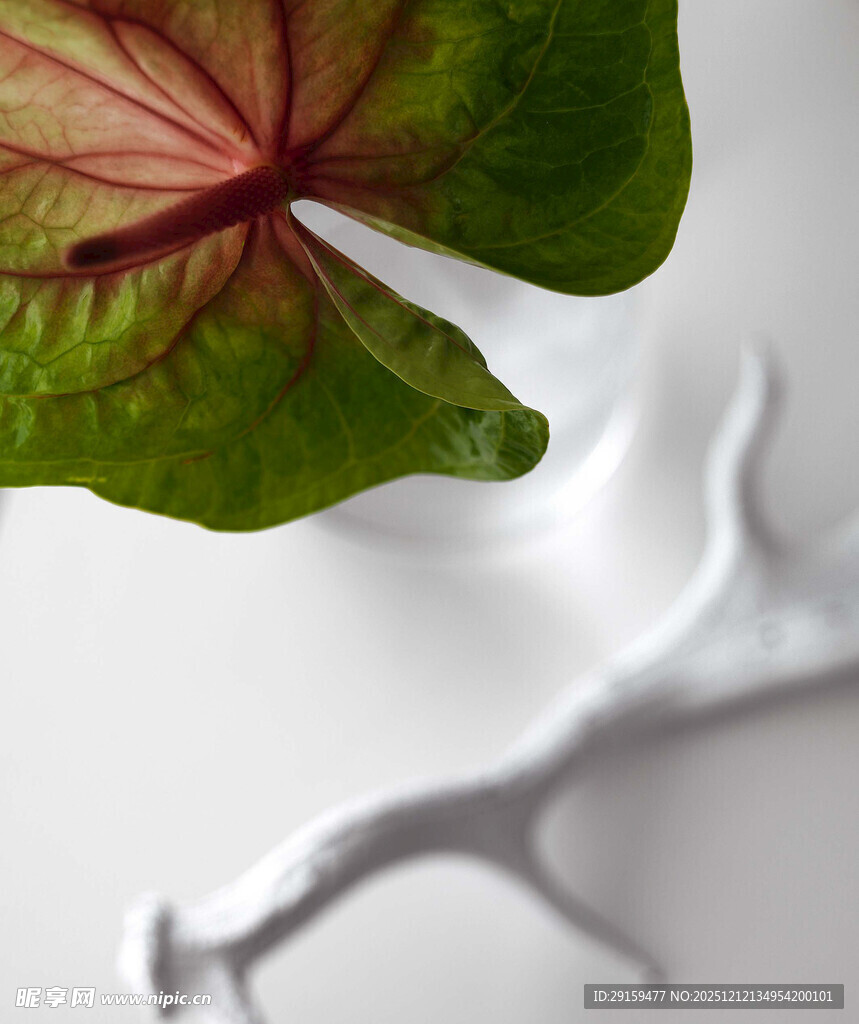 绿叶与白色摆件的艺术组合