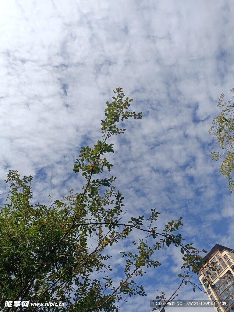 蓝天绿树间的清新景致