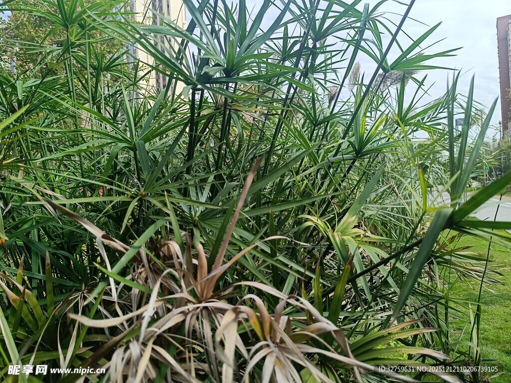 茂密竹林中的多样植物