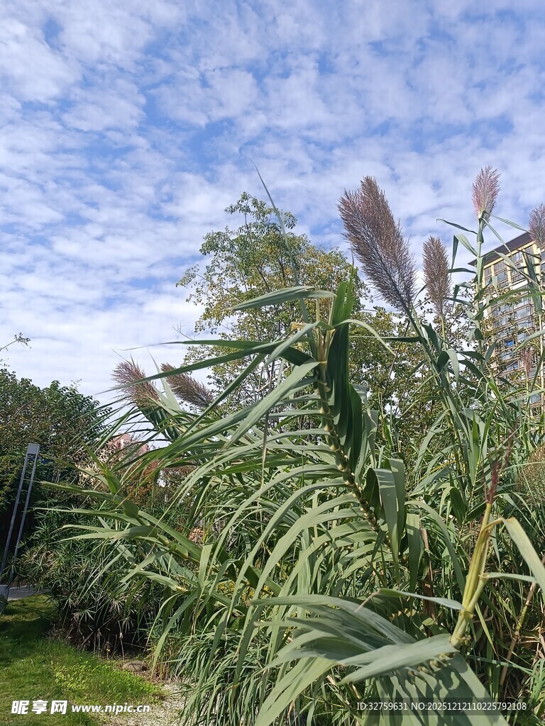 户外繁茂的绿色植物景观