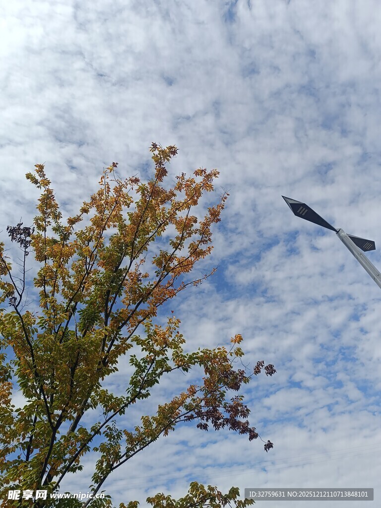 秋日树梢与蓝天飞鸟