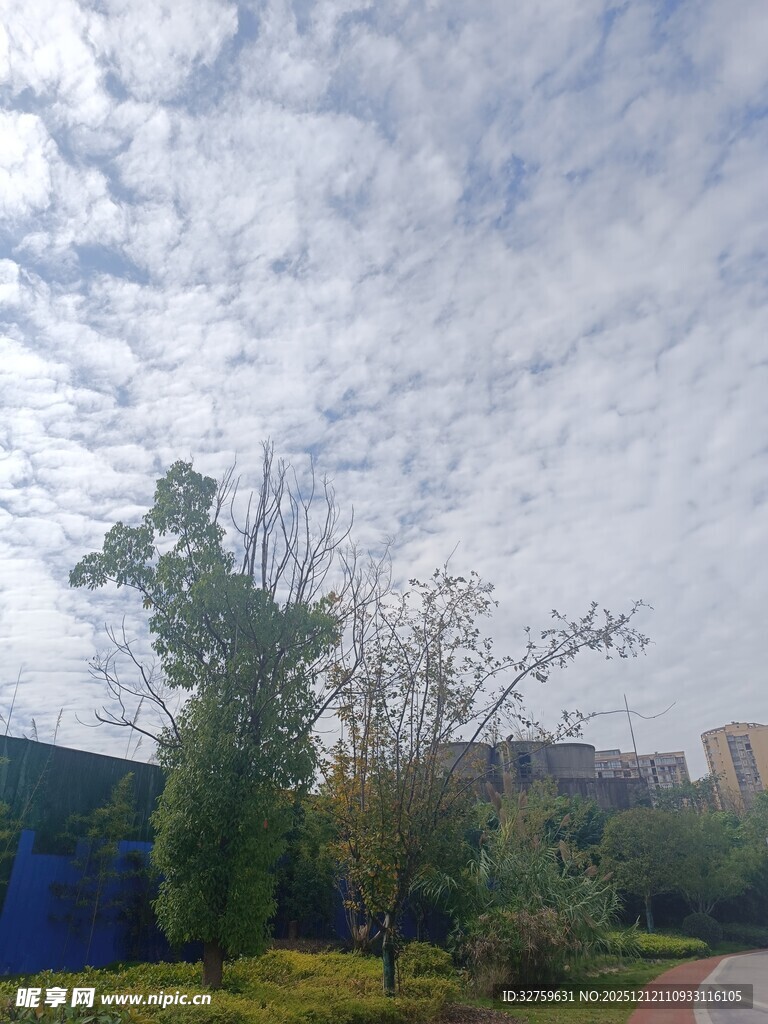 户外绿树蓝天风景图