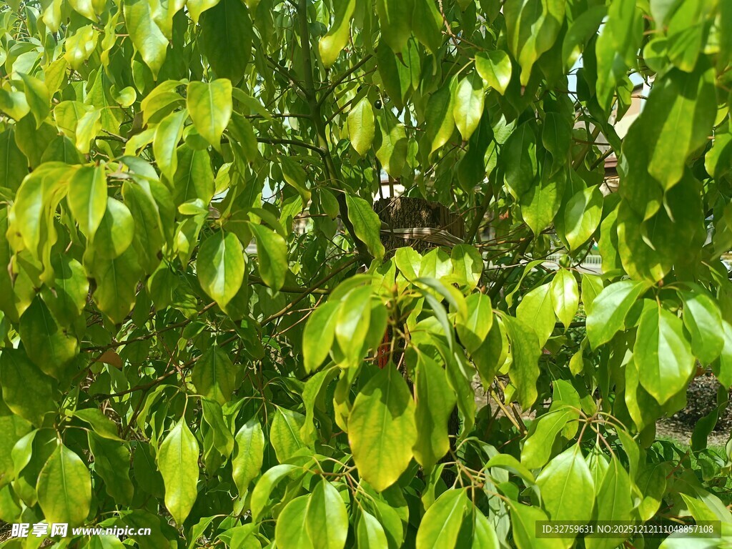 翠绿繁茂的树叶特写