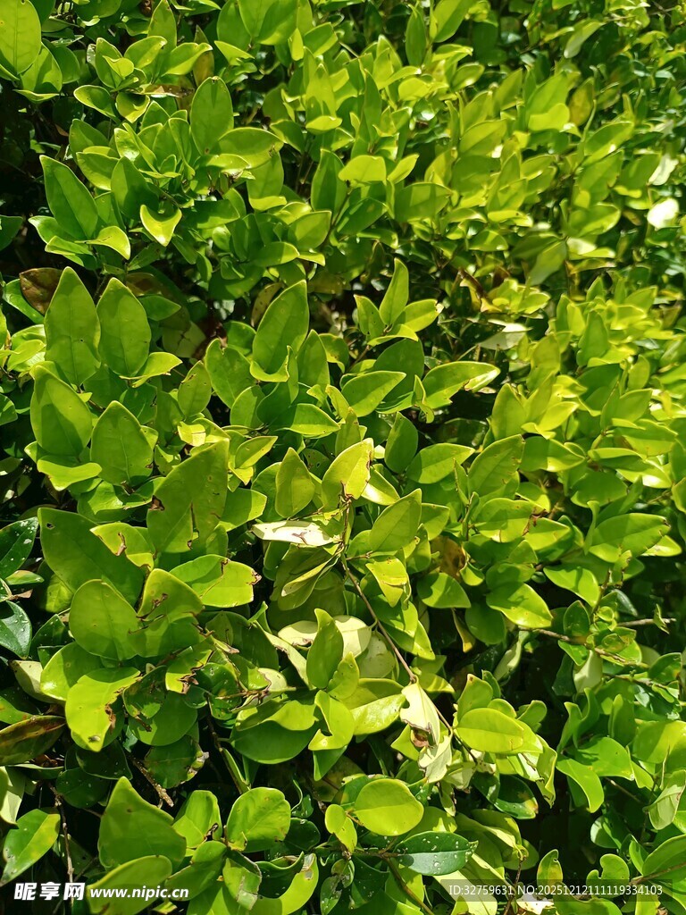 翠绿繁茂的叶片景观