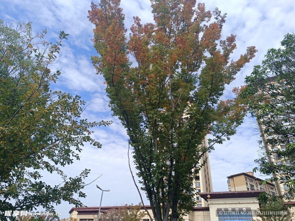 秋日多彩树木与建筑景观