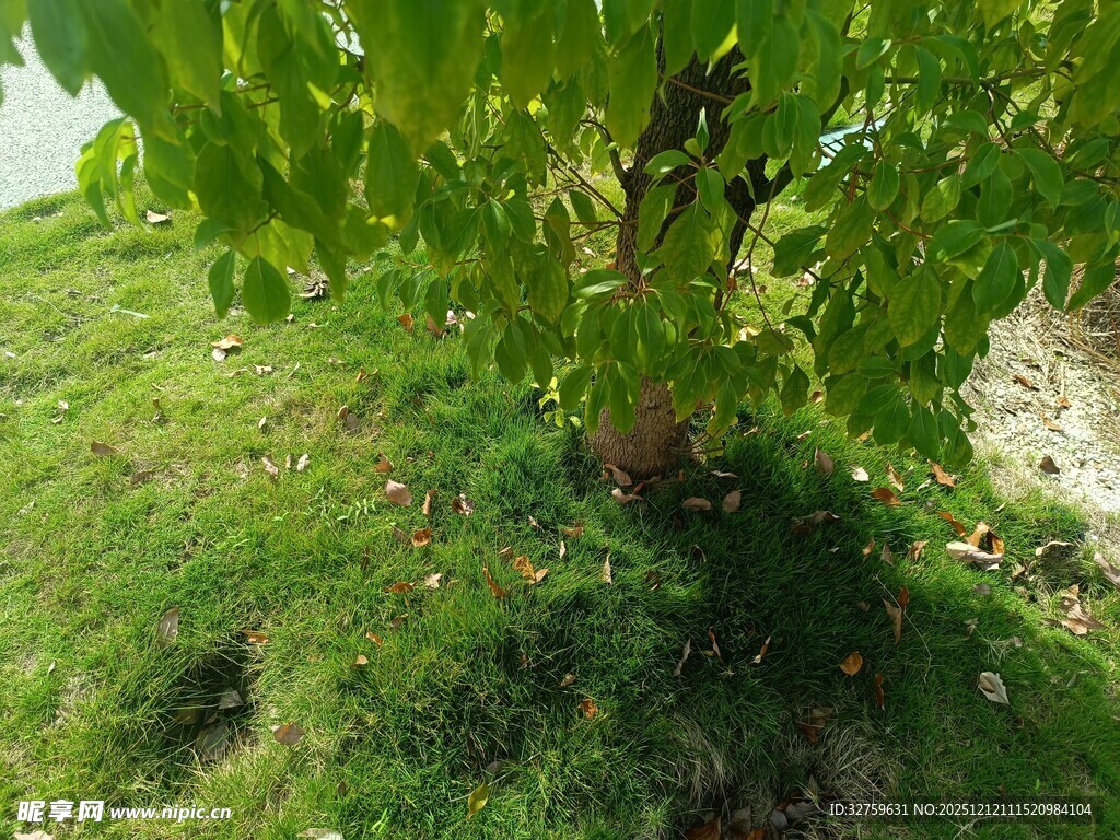 绿叶繁茂的草地旁树木