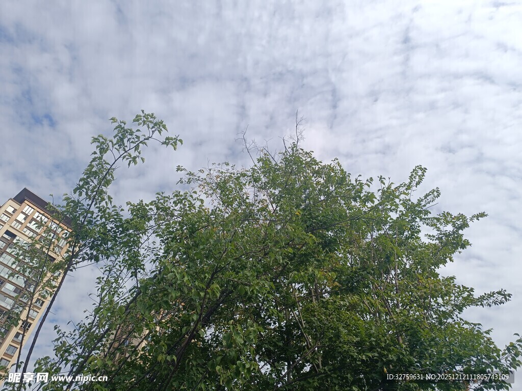 绿树蓝天间的清新景致