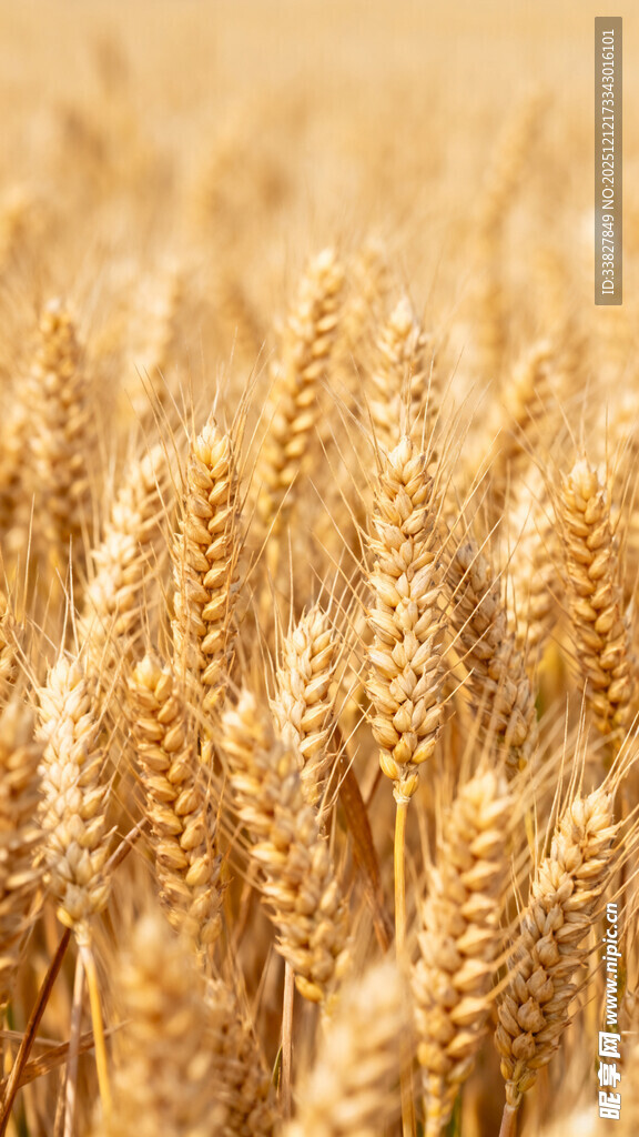 饱满麦穗
