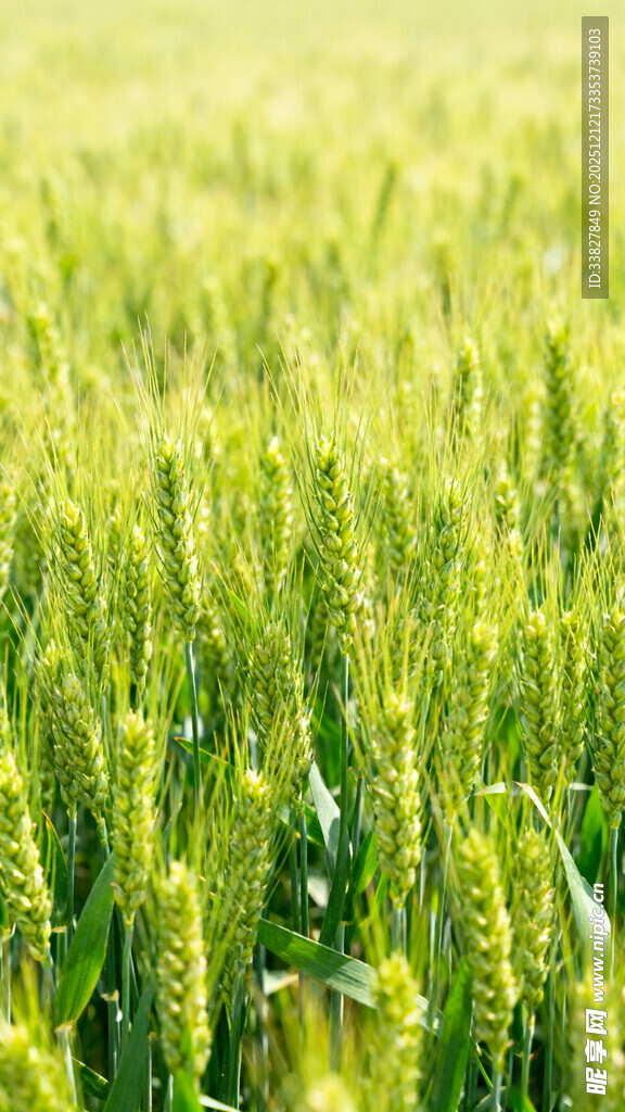 翠绿麦田生机盎然