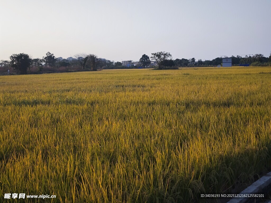 金黄稻田 乡村田野风光