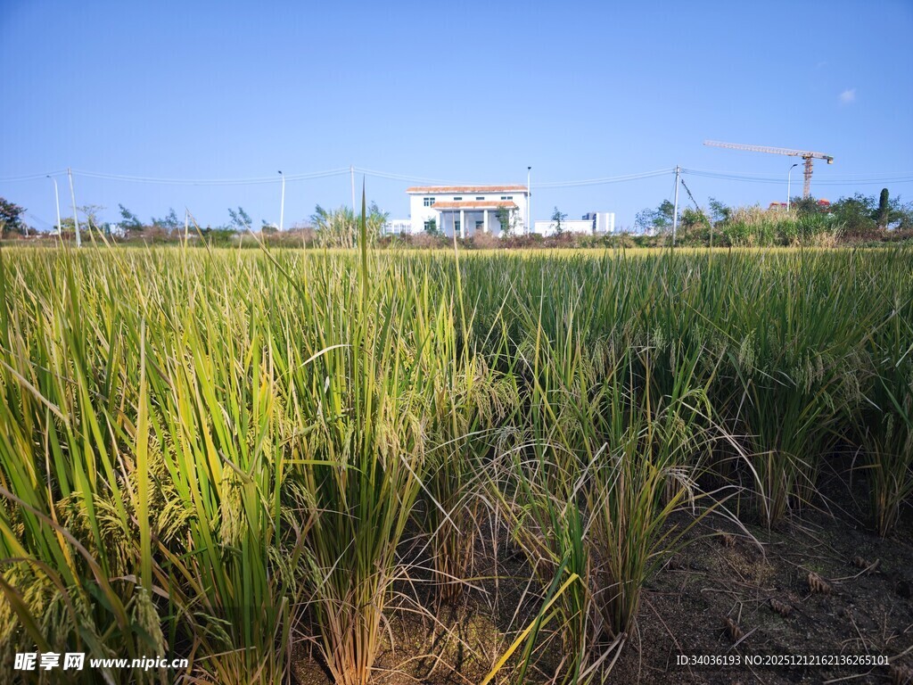 金黄稻田中的远方建筑
