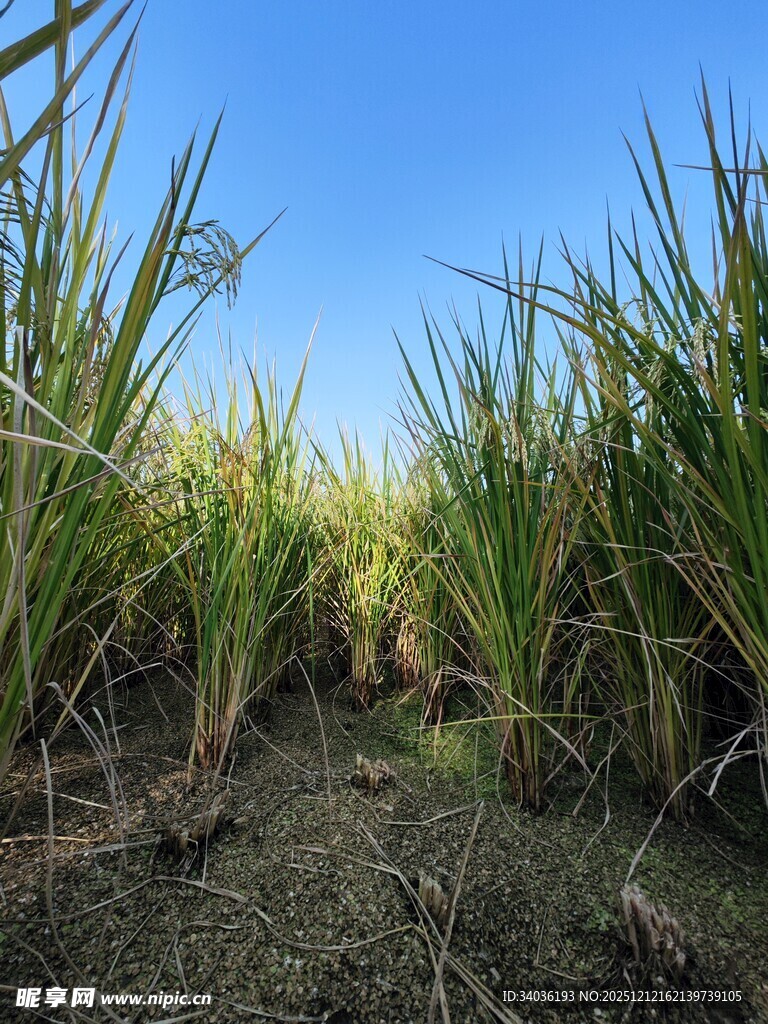 田间甘蔗林 绿意盎然
