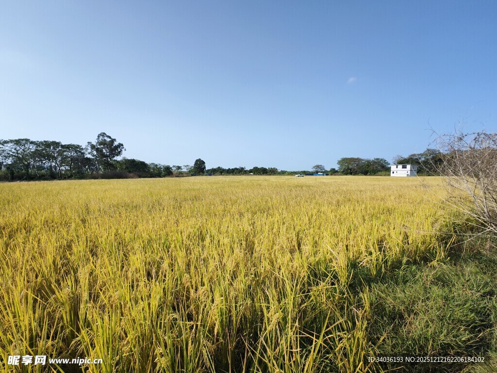 金黄稻田 秋日田园风光