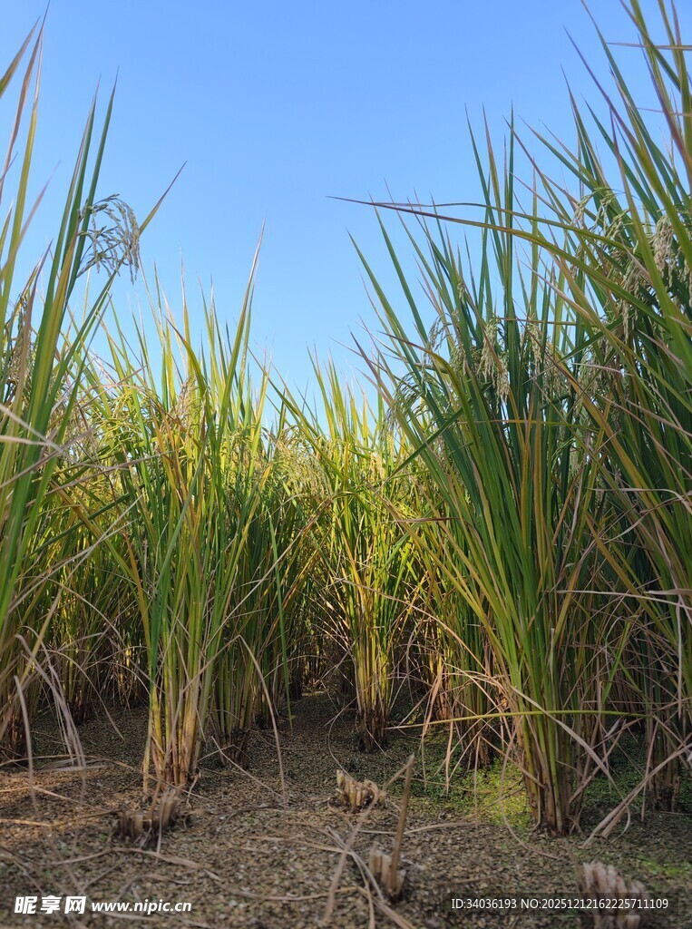 阳光照耀下的甘蔗种植地