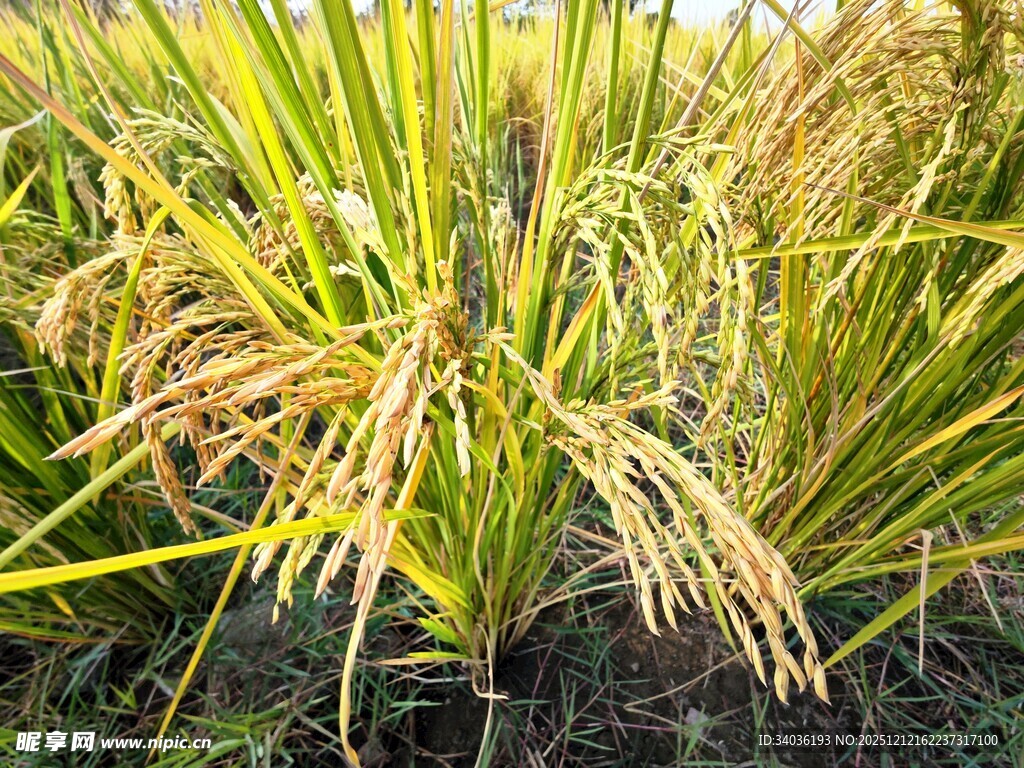 金黄稻穗与翠绿稻叶