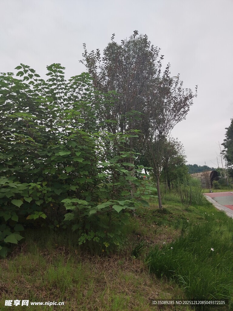 乡村路边绿植景观