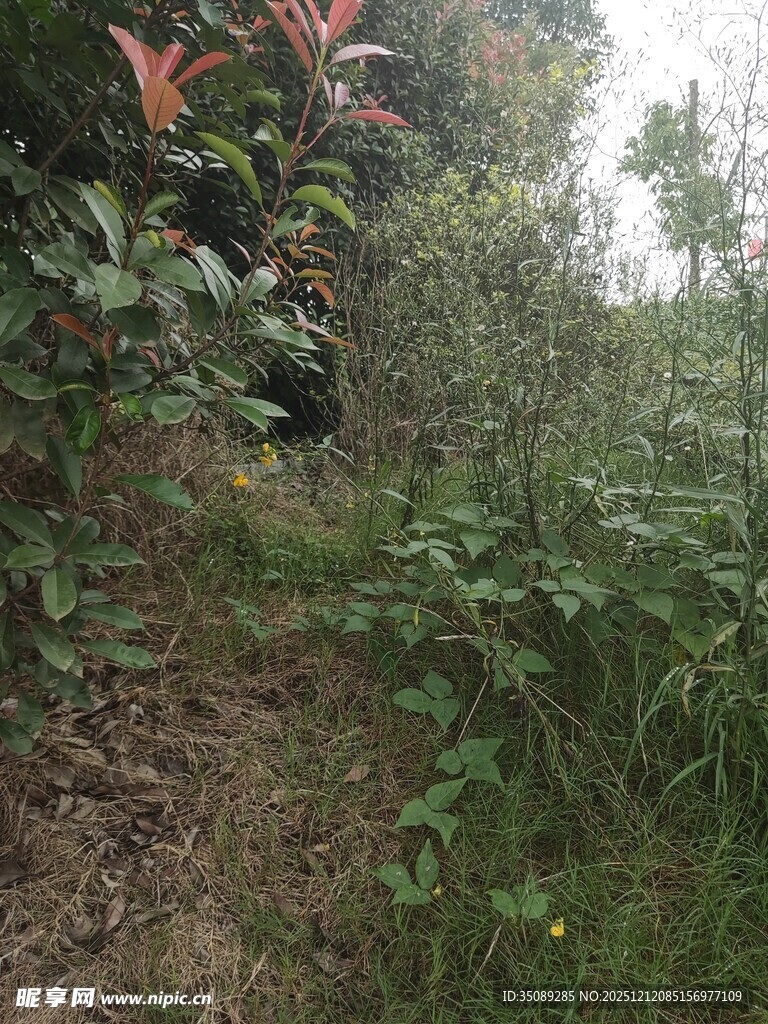 山间小径旁的繁茂绿植