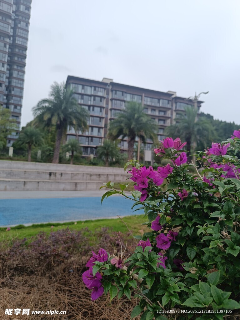 城市景观中的绚丽花卉