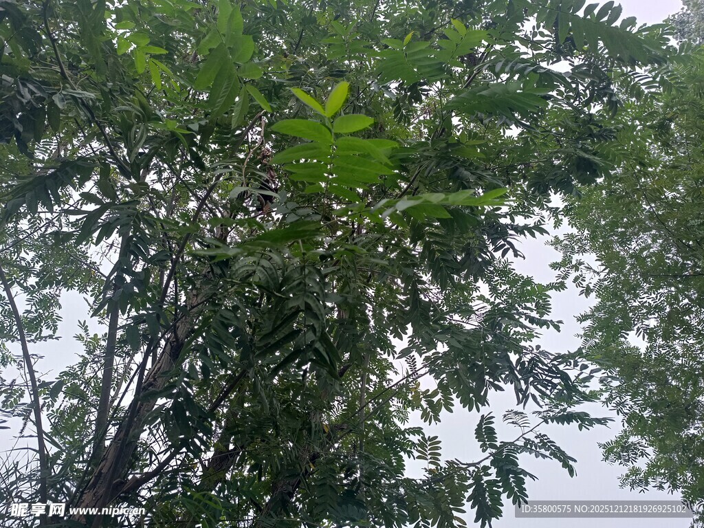 茂密树叶下的天空一角