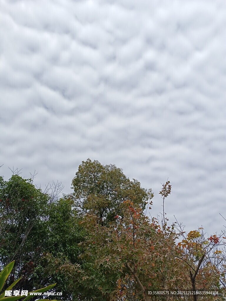 秋日树梢上的层叠云层