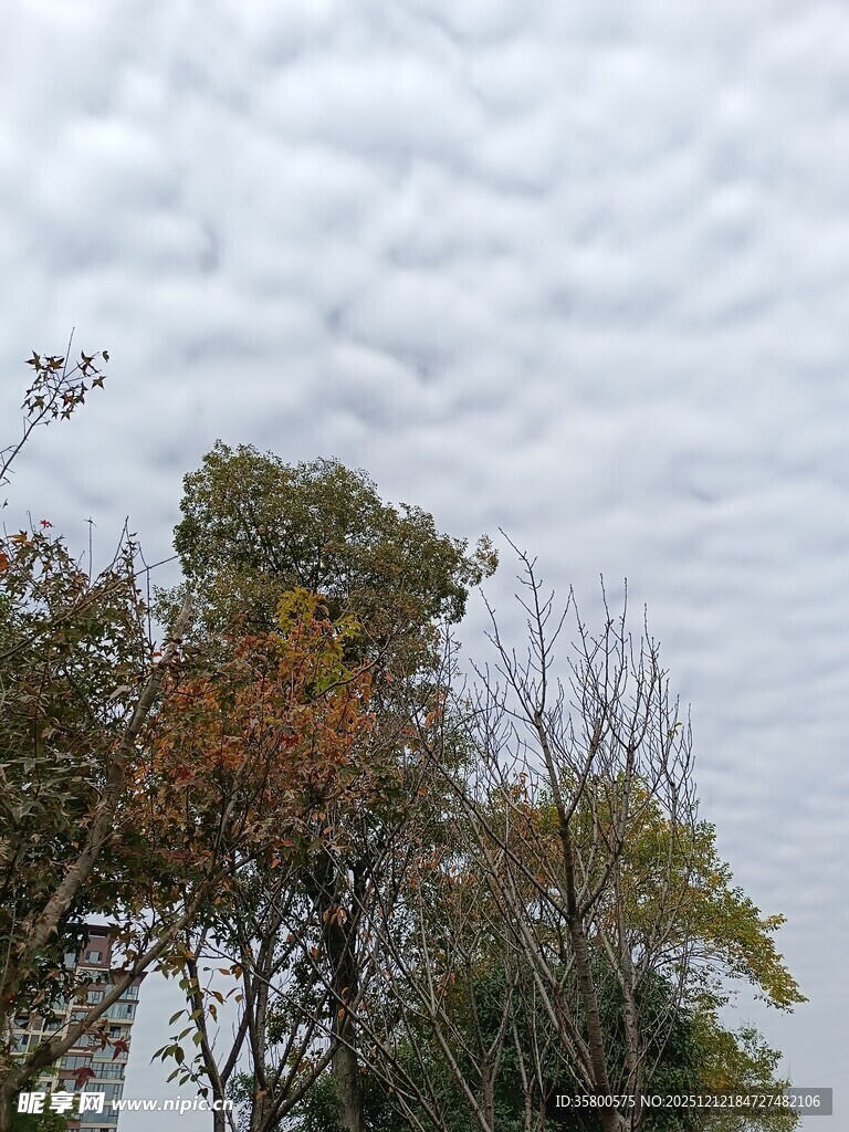 秋日树梢上的层叠云朵