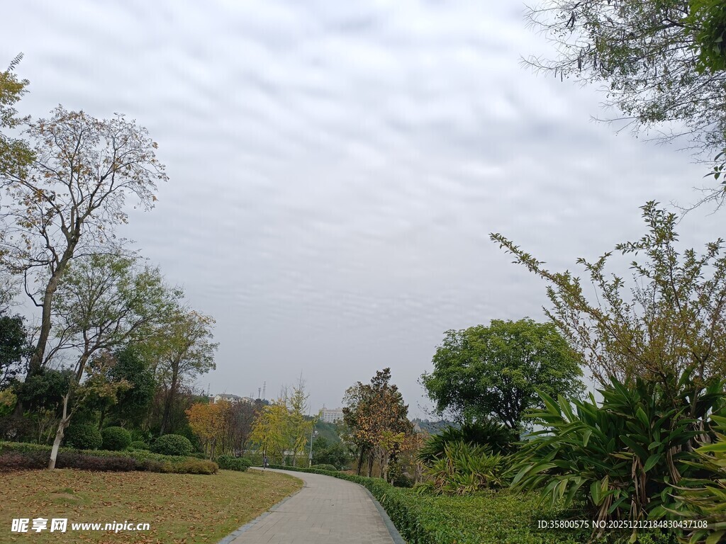 户外林荫小道自然风光