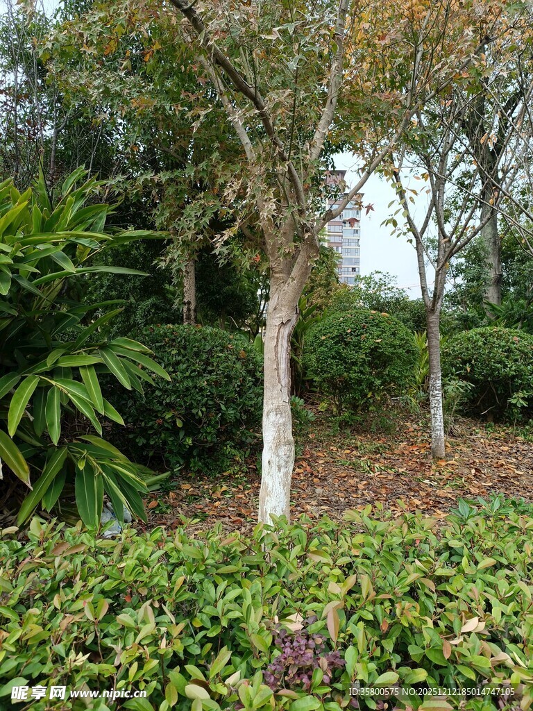 林间绿植与树木景观