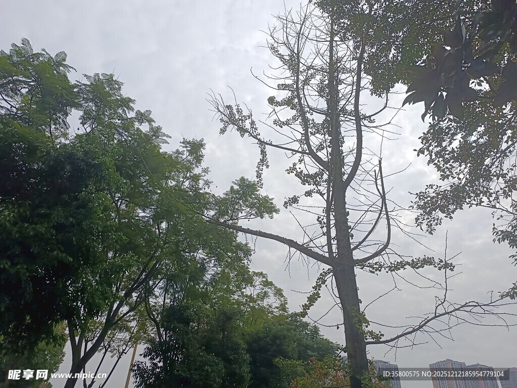 枯树与绿树相伴的景象