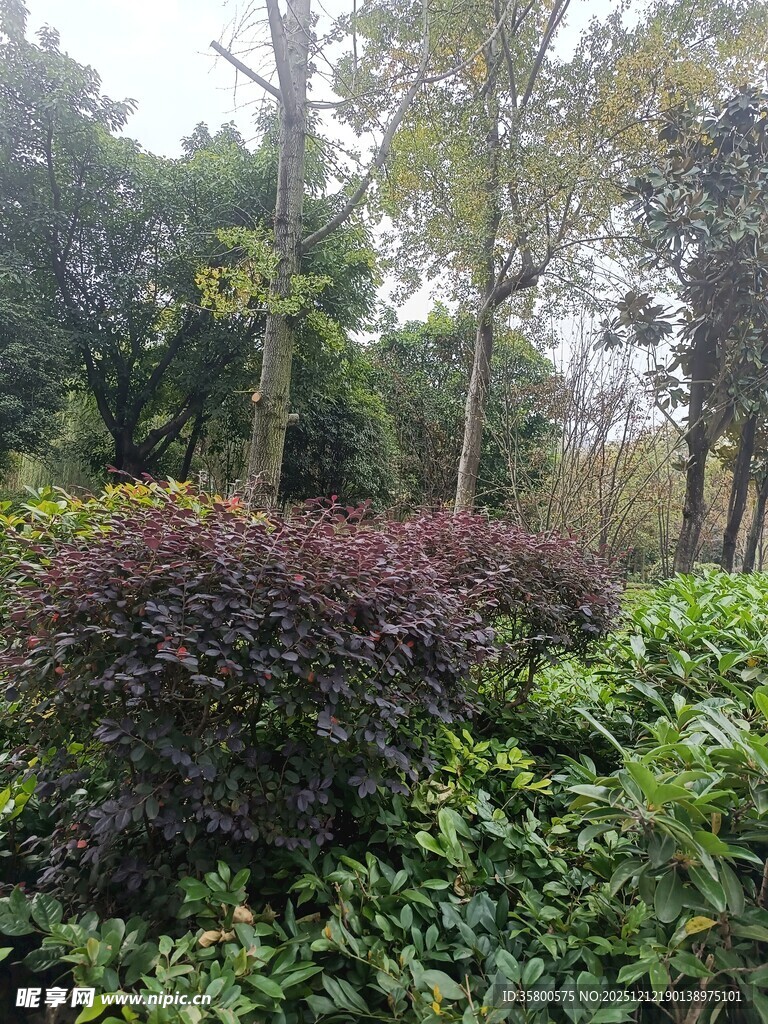 绿意盎然的多彩植物景观