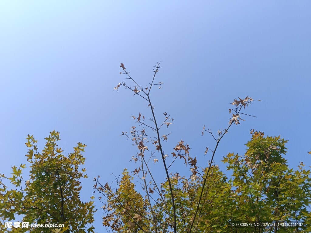 蓝天映衬下的繁茂树梢
