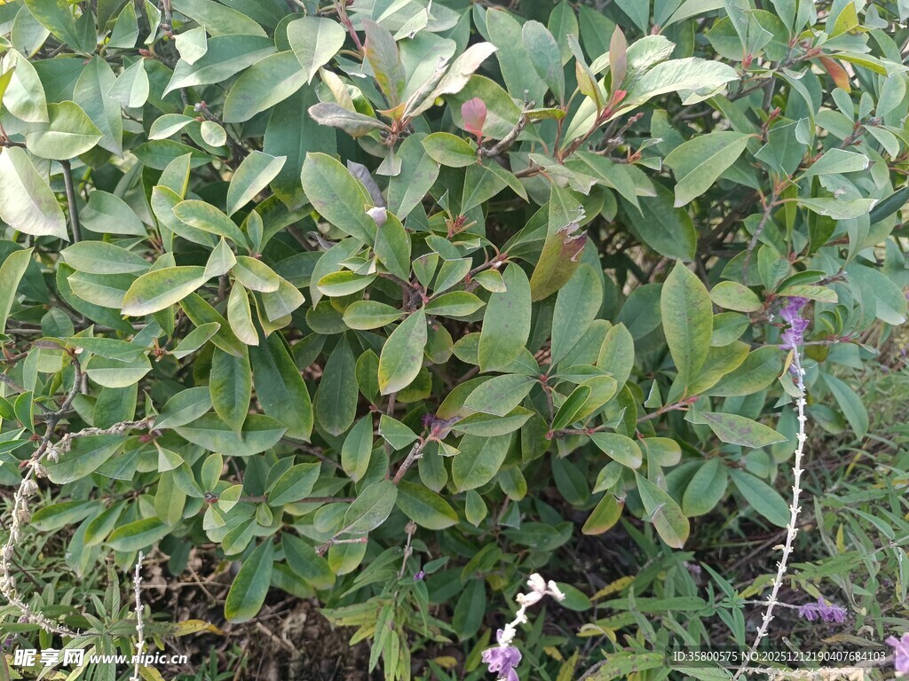 绿叶繁茂的植物景观